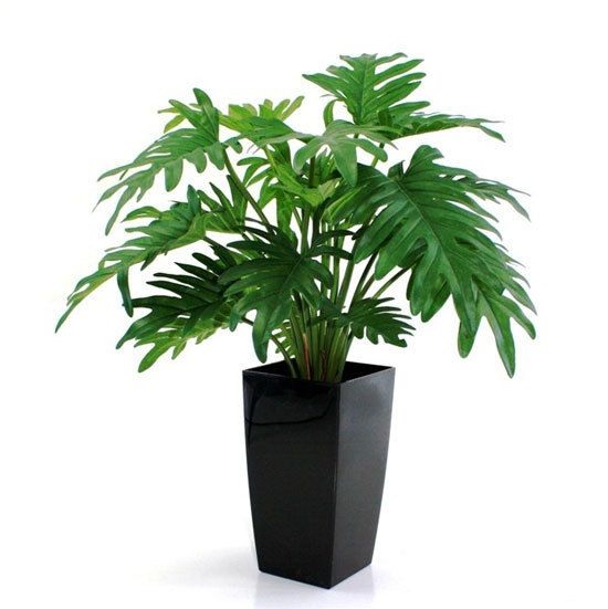 Cây trầu bà lá sẻ