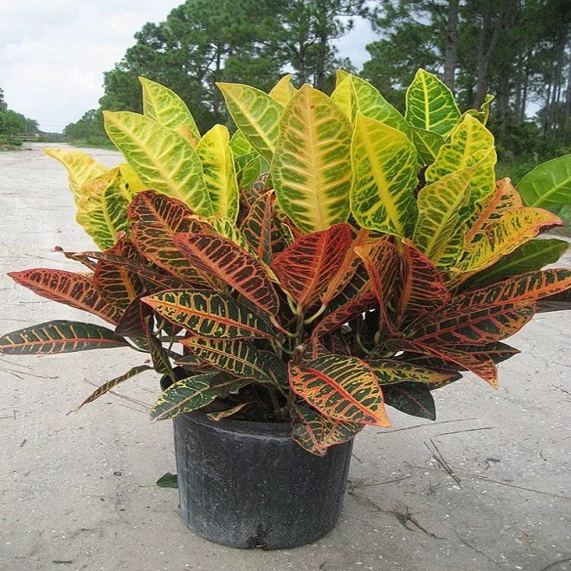 Cây cô tòng lá mít