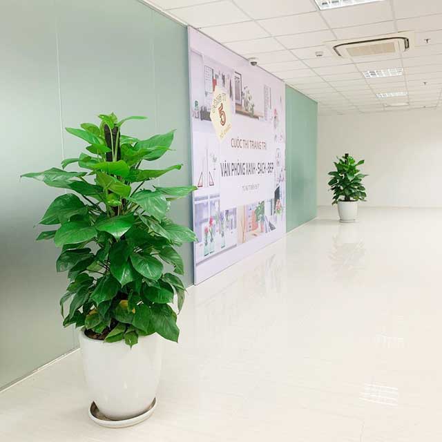 Cây trầu bà
