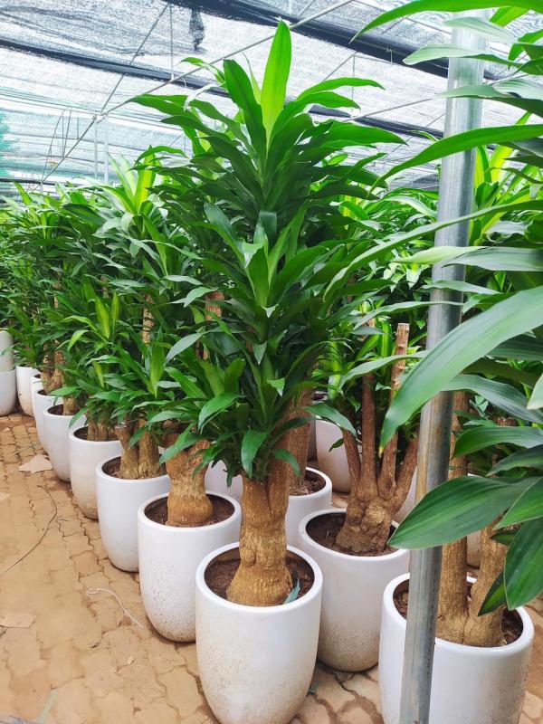 Cây Thiết Mộc Lan