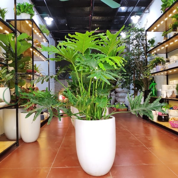 Cây trầu bà lá sẻ