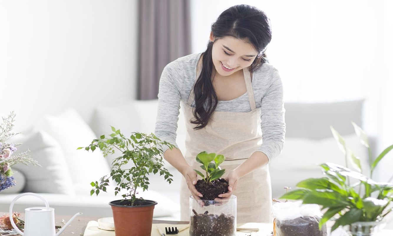 Tiết lộ bí quyết chăm sóc cây cảnh trong nhà chi tiết nhất