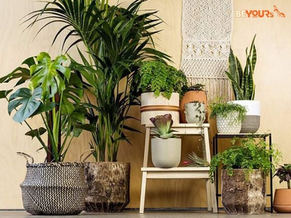 Cây trồng trong nhà: 33 mẫu cây trong nhà mang tài lộc hợp phong thuỷ