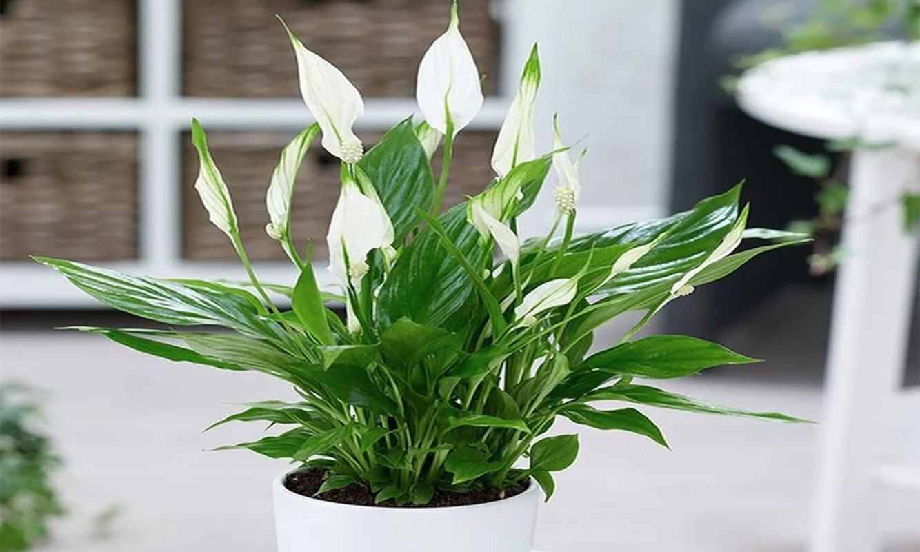 5 loại cây cảnh có khả năng hút ẩm và lọc không khí cực tốt