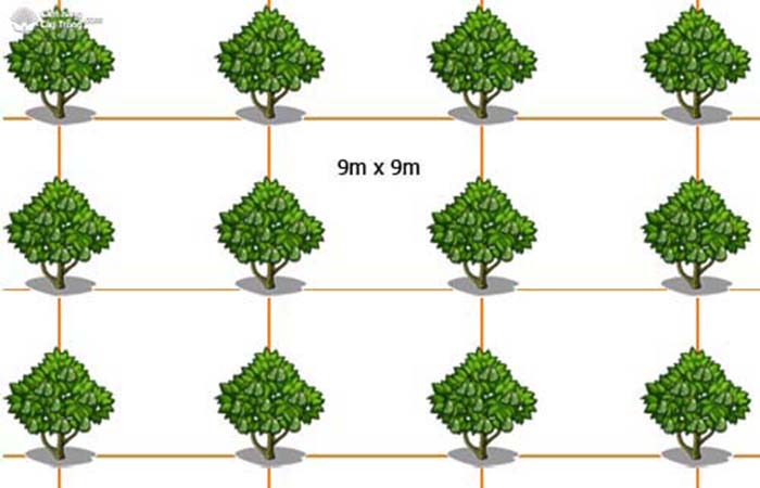 Kỹ thuật trồng và chăm sóc cây ăn quả